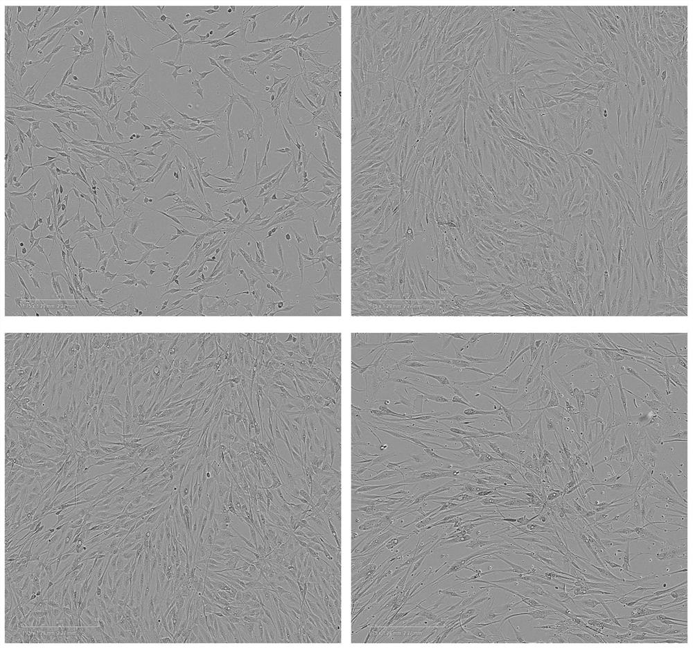 Composition, culture medium supplement, stem cell culture medium and stem cell culture method