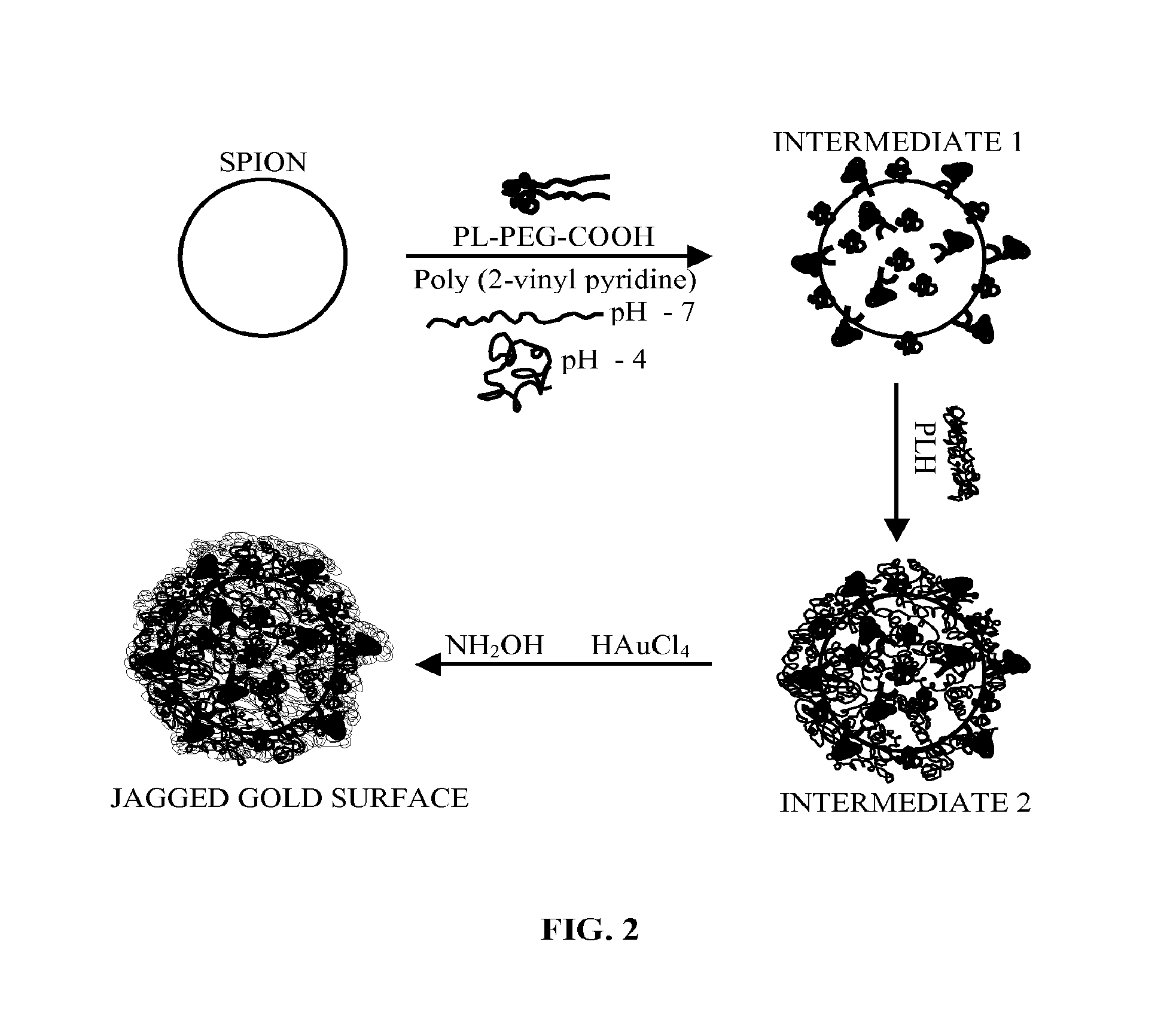 Gold coated super paramagnetic iron oxide nano-particles (SPIONs) and a method of synthesizing the same