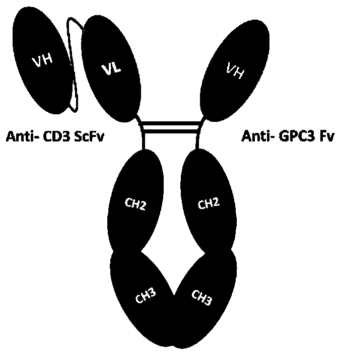 Novel bifunctional antibody and application thereof