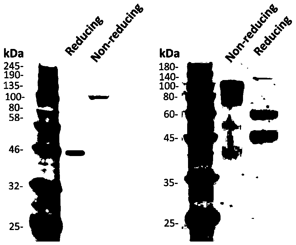 Novel bifunctional antibody and application thereof