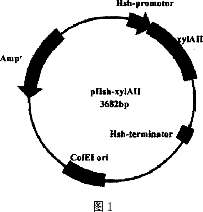 Method for preparing rebuilding heat-resistant xylose/dextrose isomerase by employing pHsh expression system