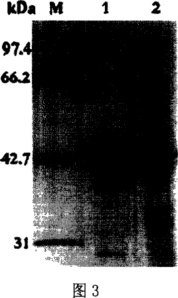 Method for preparing rebuilding heat-resistant xylose/dextrose isomerase by employing pHsh expression system