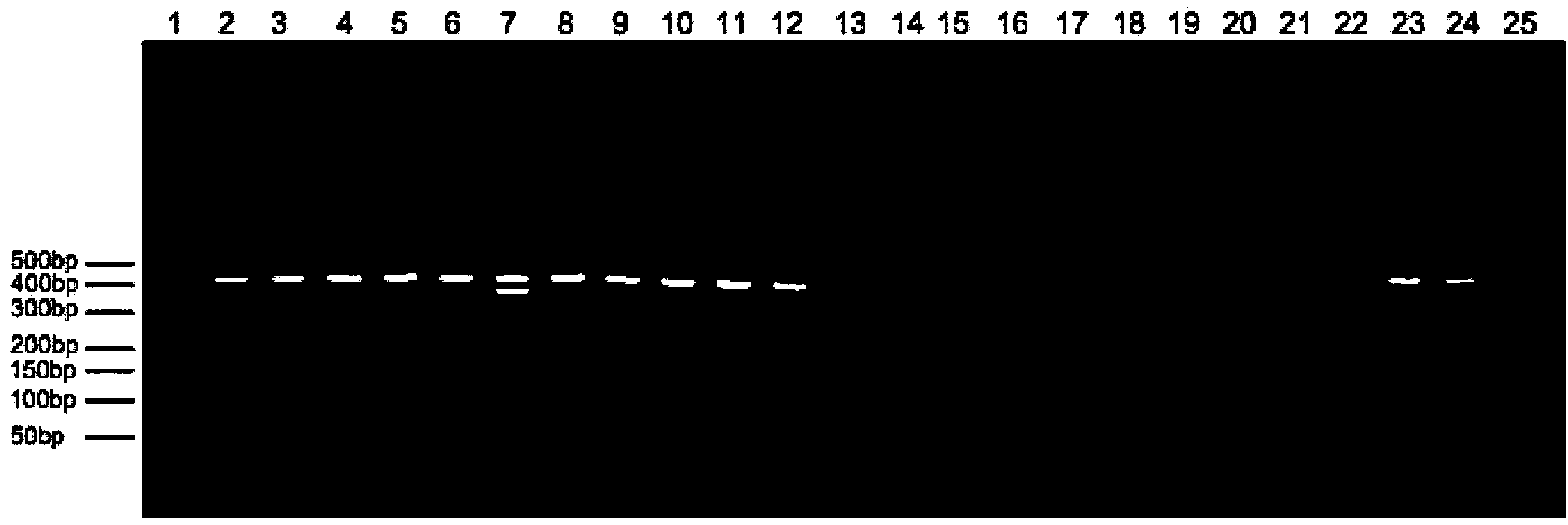 Multiple PCR identification kit of salmonella and five serotypes of salmonella