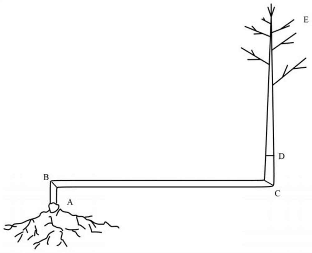 Trunk section cultivation method for living body art trunk grafting modeling of lythraceae lagerstroemia plants