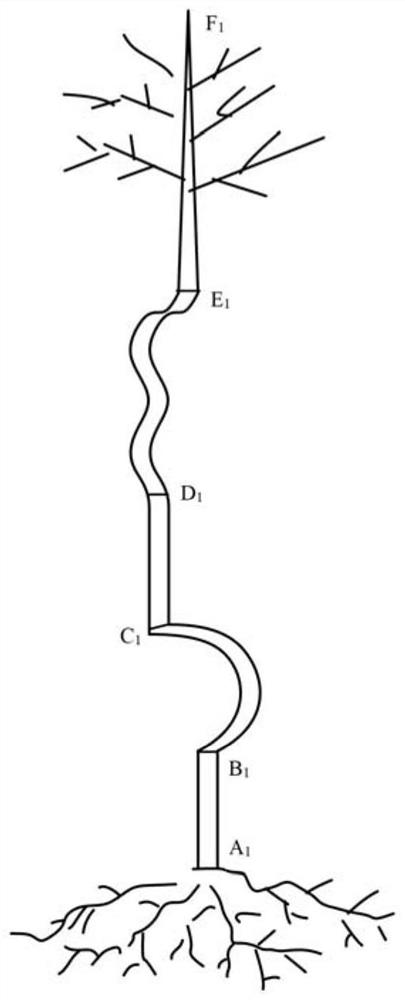 Trunk section cultivation method for living body art trunk grafting modeling of lythraceae lagerstroemia plants