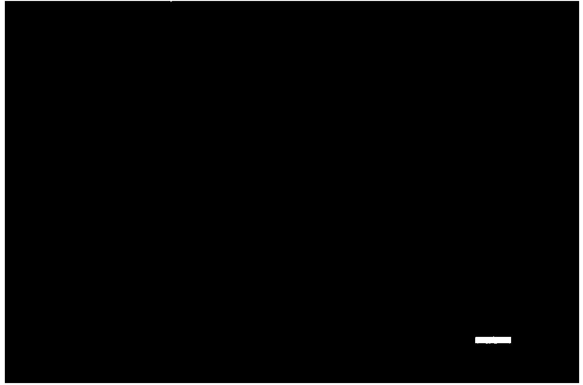 Photoresponsive nanostructure film with high visible light transmittance and application thereof