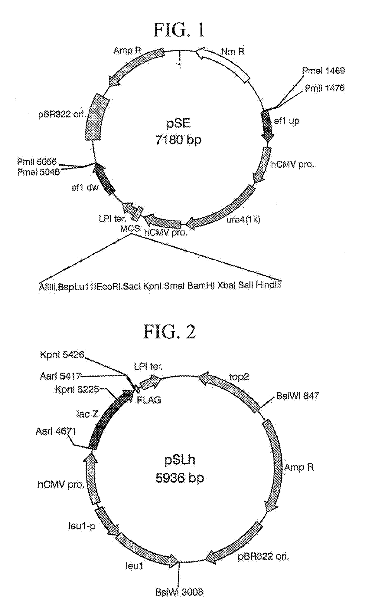 Transformant and process for production thereof, and process for production of lactic acid