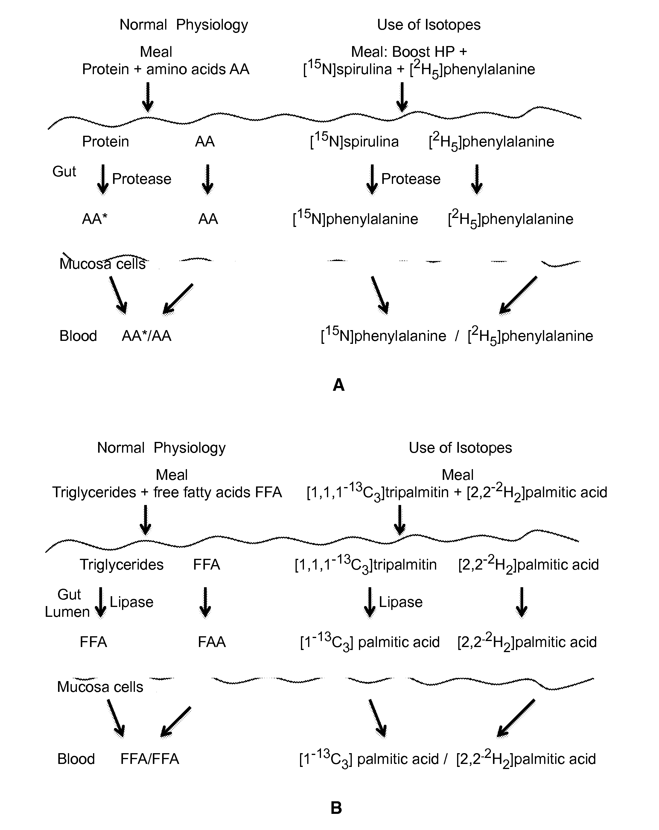 Methods of Measuring Protein and/or Fat Digestibility and Uses Thereof