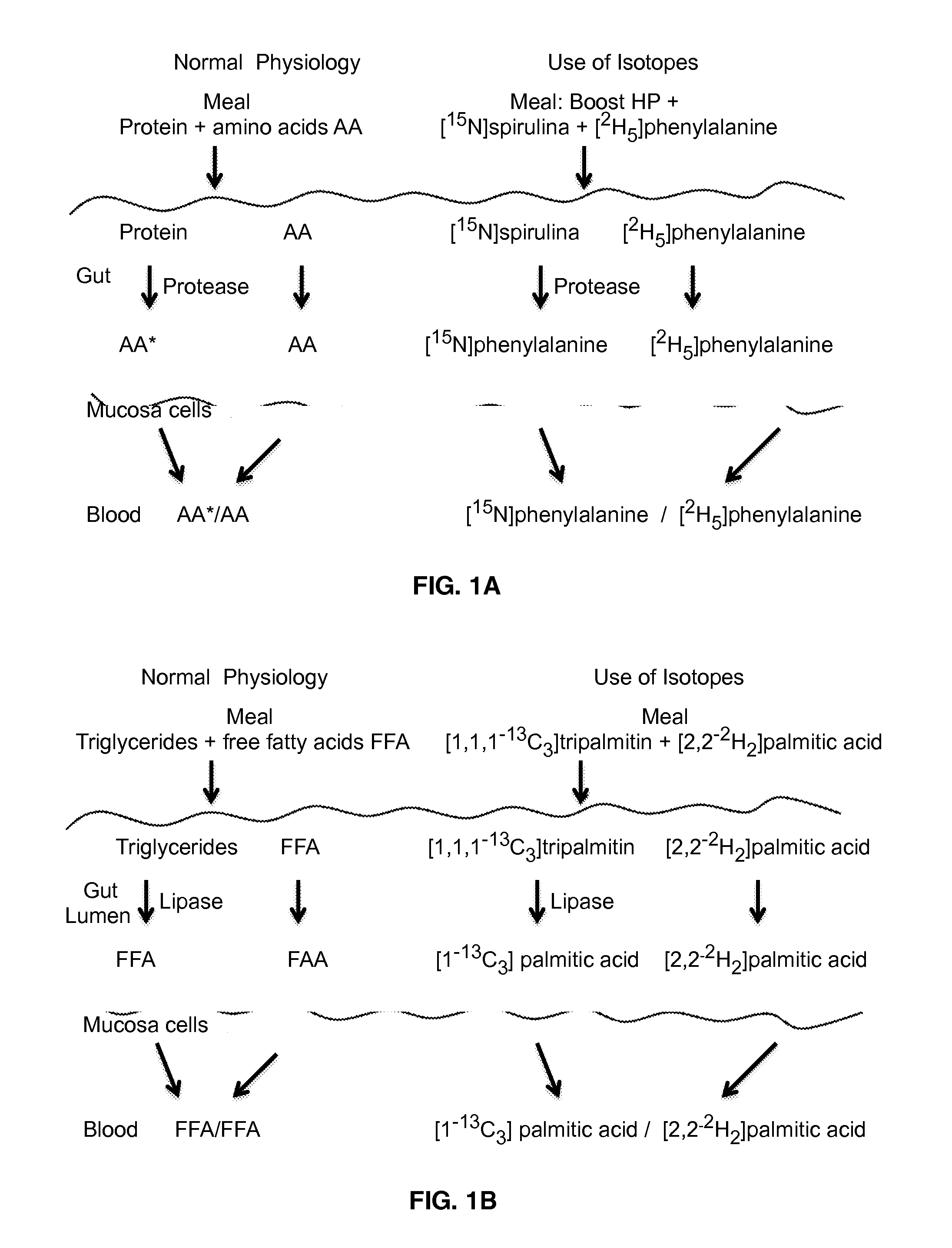 Methods of Measuring Protein and/or Fat Digestibility and Uses Thereof