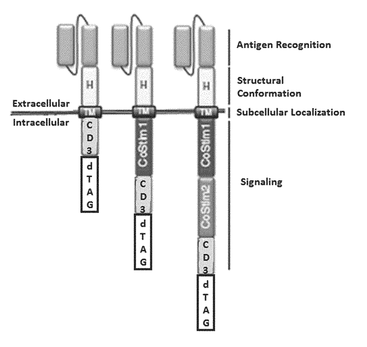 Targeted protein degradation to attenuate adoptive t-cell therapy associated adverse inflammatory responses