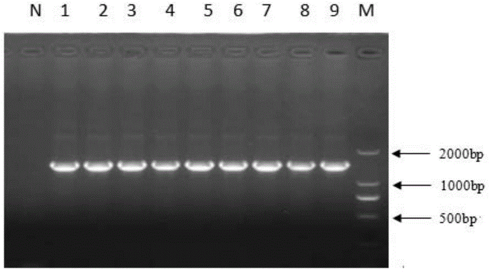 Kit and method for identifying types of porcine derived eperythrozoons and application of kit and method