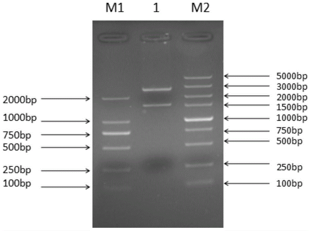 Kit and method for identifying types of porcine derived eperythrozoons and application of kit and method