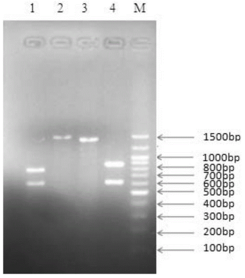 Kit and method for identifying types of porcine derived eperythrozoons and application of kit and method