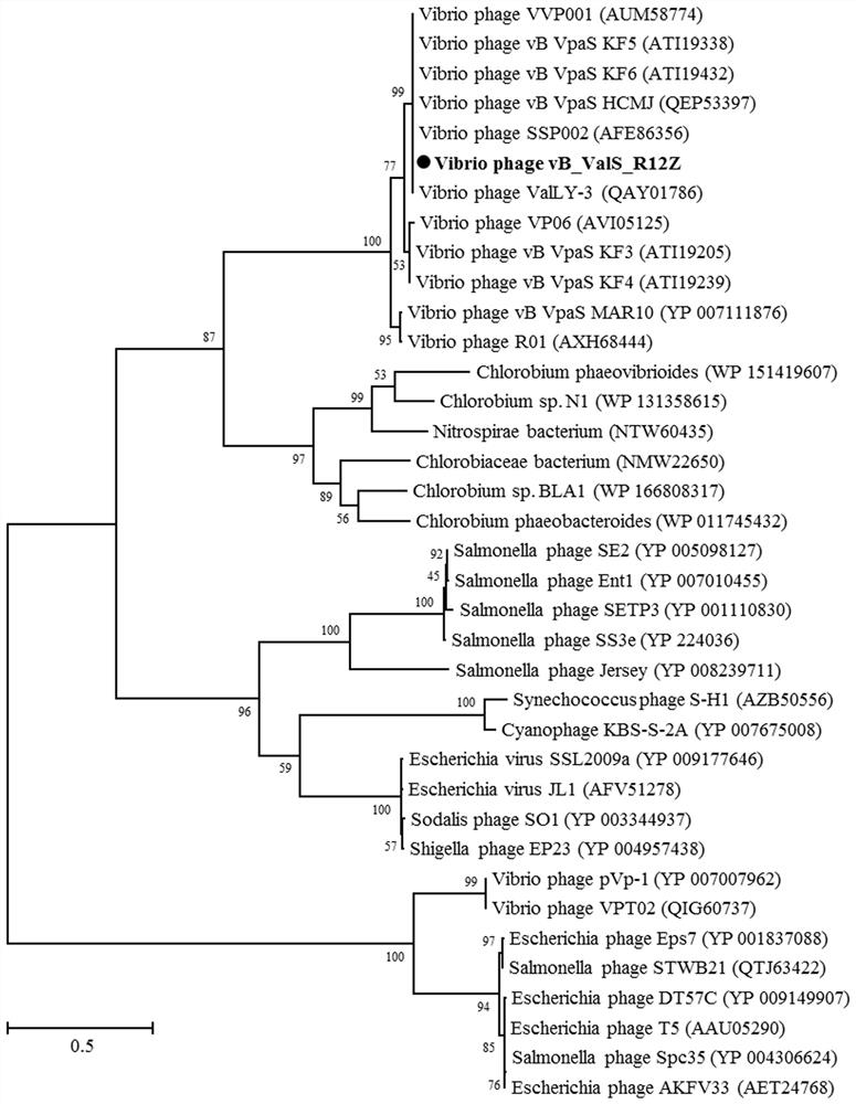 Vibrio alginolyticus phage and its application