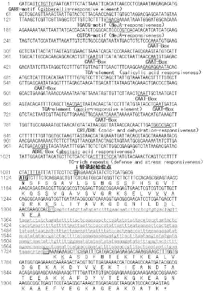 Capsella bursapastoris cold regulated protein gene promoter and application thereof in plant cold resistance improvement