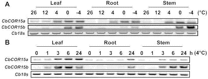 Capsella bursapastoris cold regulated protein gene promoter and application thereof in plant cold resistance improvement