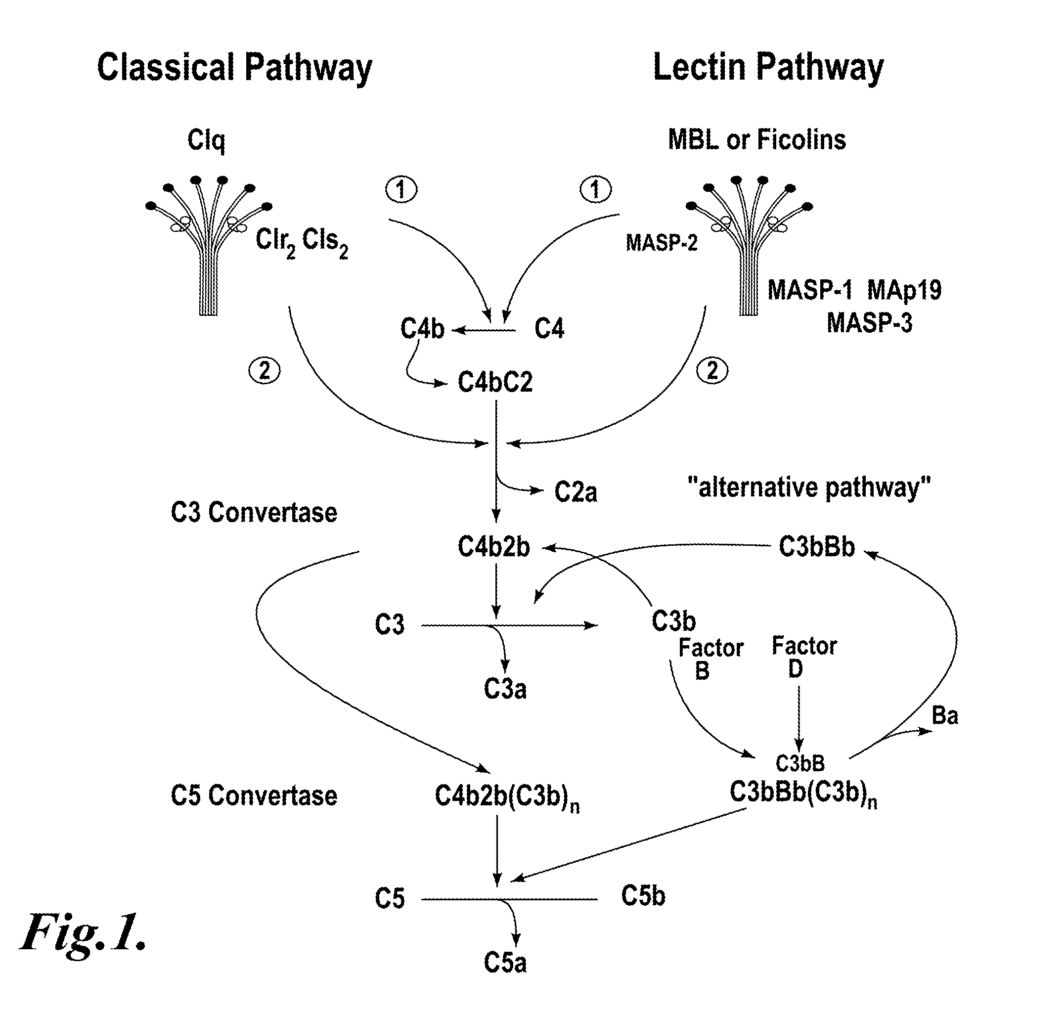 Methods for treating disseminated intravascular coagulation by inhibiting MASP-2 dependent complement activation