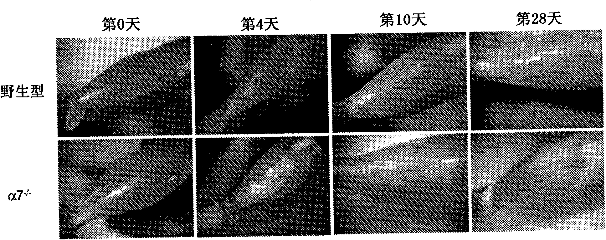 Laminins, derivatives, and compositions including same and method for their therapeutic use