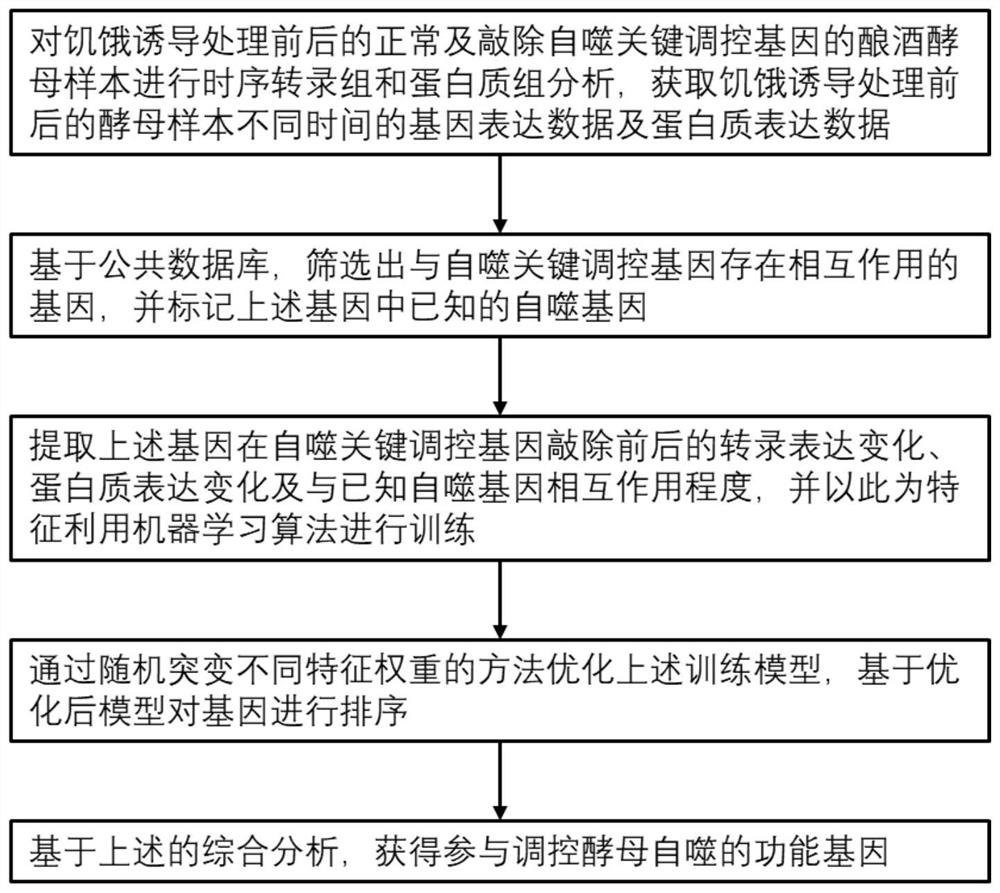 Method for predicting functional gene for regulating and controlling yeast autophagy