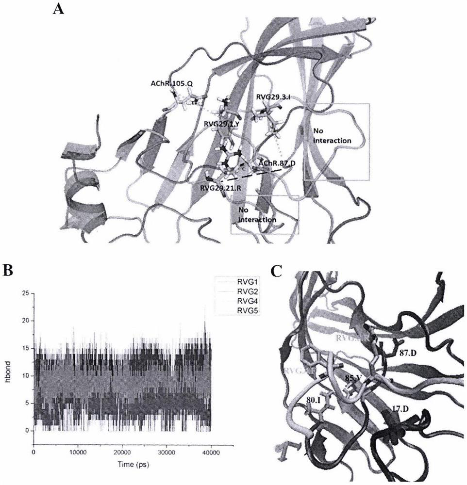 Novel brain-targeted cell-penetrating peptide and application thereof in lipidosome