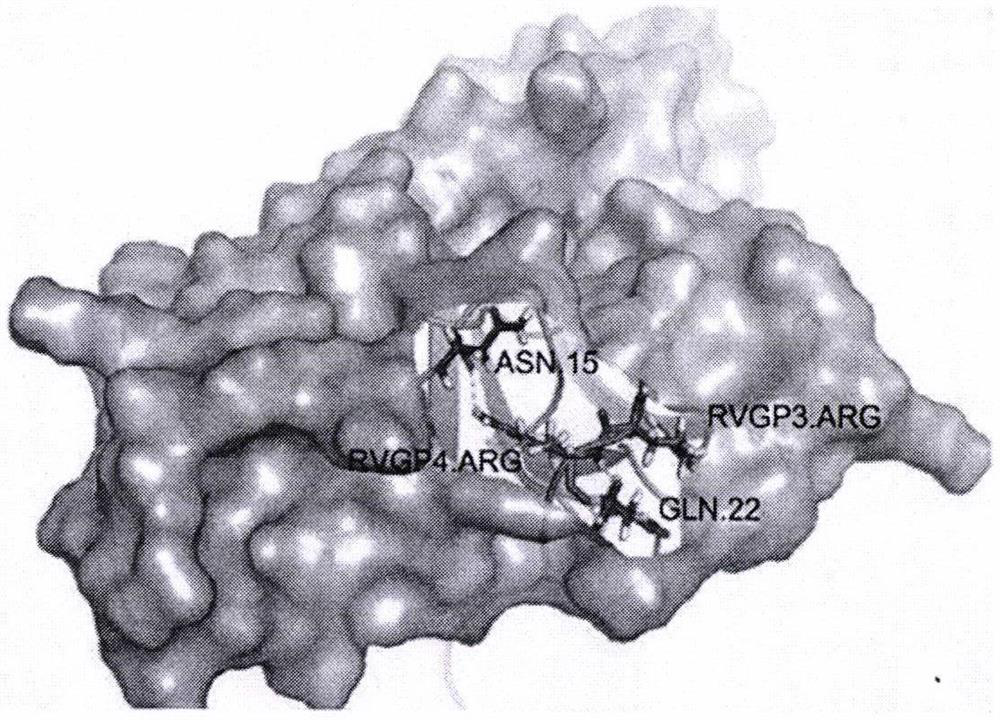 Novel brain-targeted cell-penetrating peptide and application thereof in lipidosome