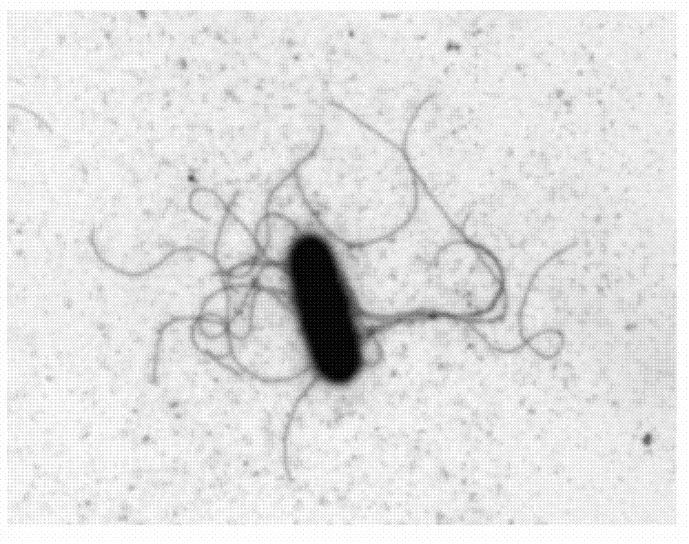 Bacillus subtilis 9A and application thereof