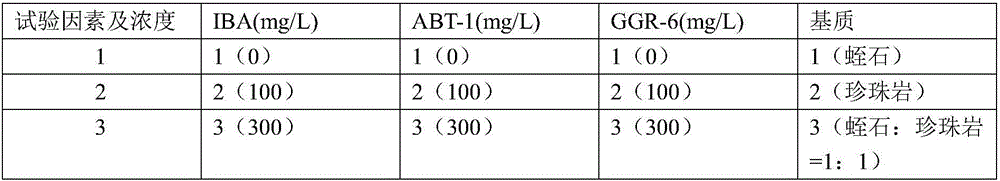 Pesticide treatment method capable of promoting rooting of twig cuttings of buerger maple and improving growth vigor