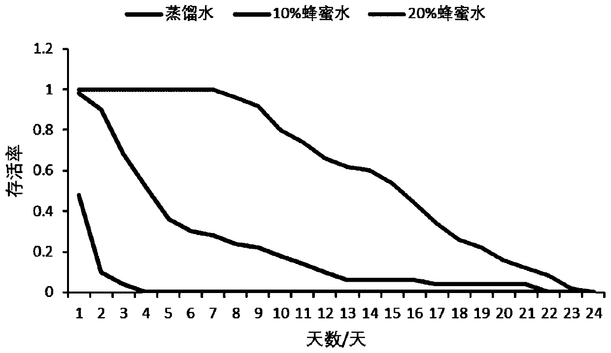 Artificial propagation method and application of psylla chinensis parasitic wasps