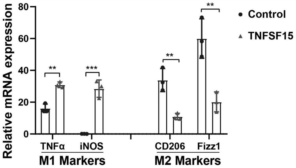 Application of TNFSF15 protein as macrophage immunopotentiator and activation method of TNFSF15 protein