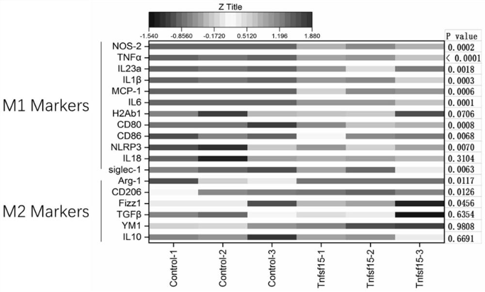 Application of TNFSF15 protein as macrophage immunopotentiator and activation method of TNFSF15 protein