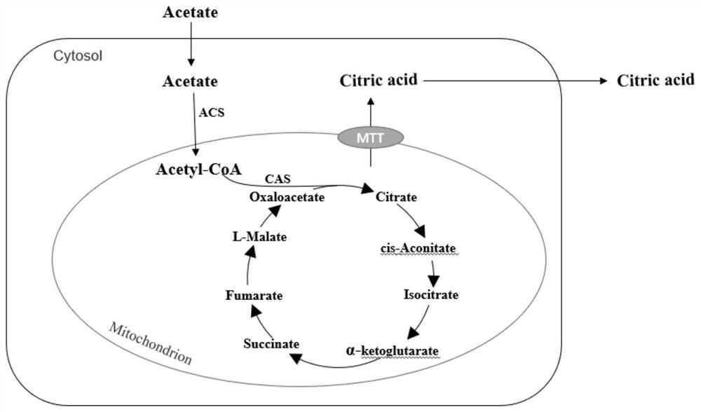 Construction method of yarrowia lipolytica genetically engineered bacterium for producing citric acid or itaconic acid by using acetic acid