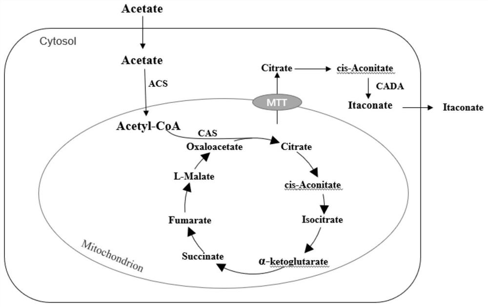 Construction method of yarrowia lipolytica genetically engineered bacterium for producing citric acid or itaconic acid by using acetic acid