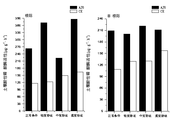 Endophytic fungus capable of accelerating phosphorus absorption of cedar