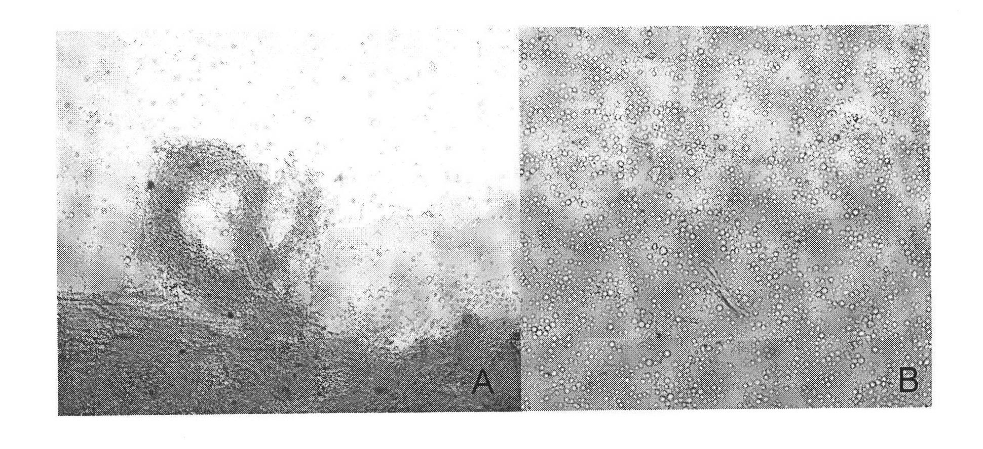 Method for genetic transformation of agrobacterium tumefaciens mediated sclerotinia sclerotiorum