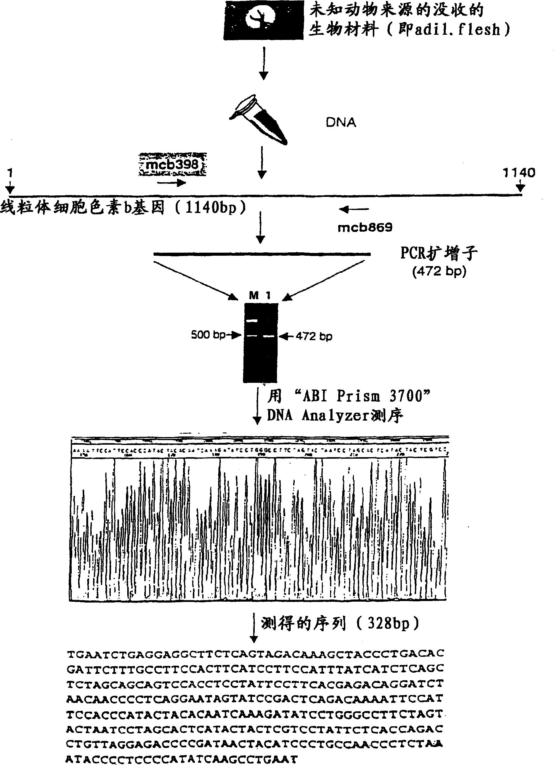 Universal primers for wildlife identification