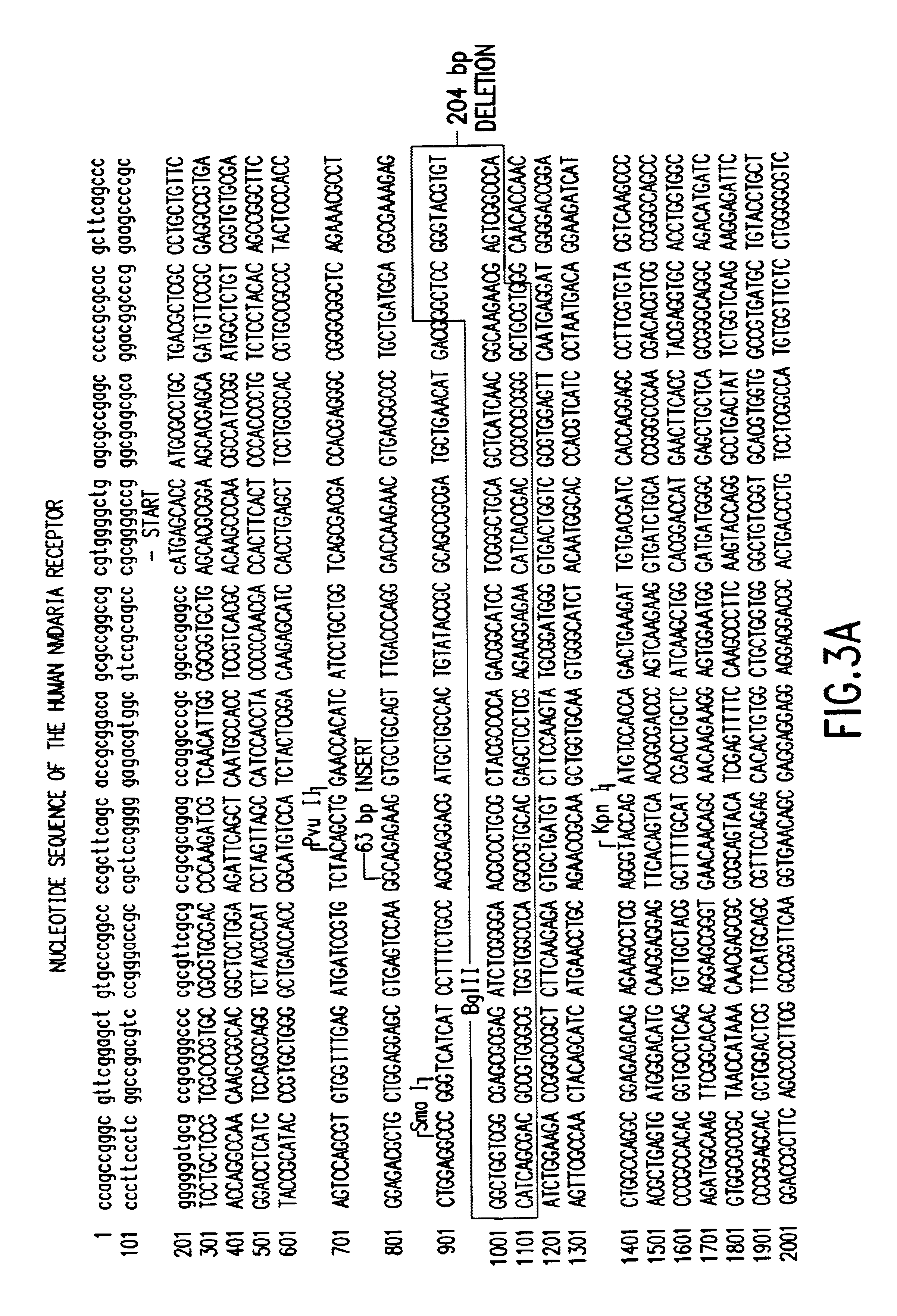 Human N-methyl-D-aspartate receptor subunits nucleic acids encoding same and uses therefor