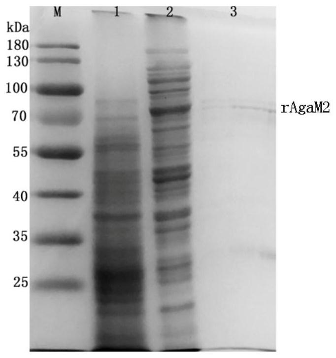 A kind of β-agarase and its gene and application