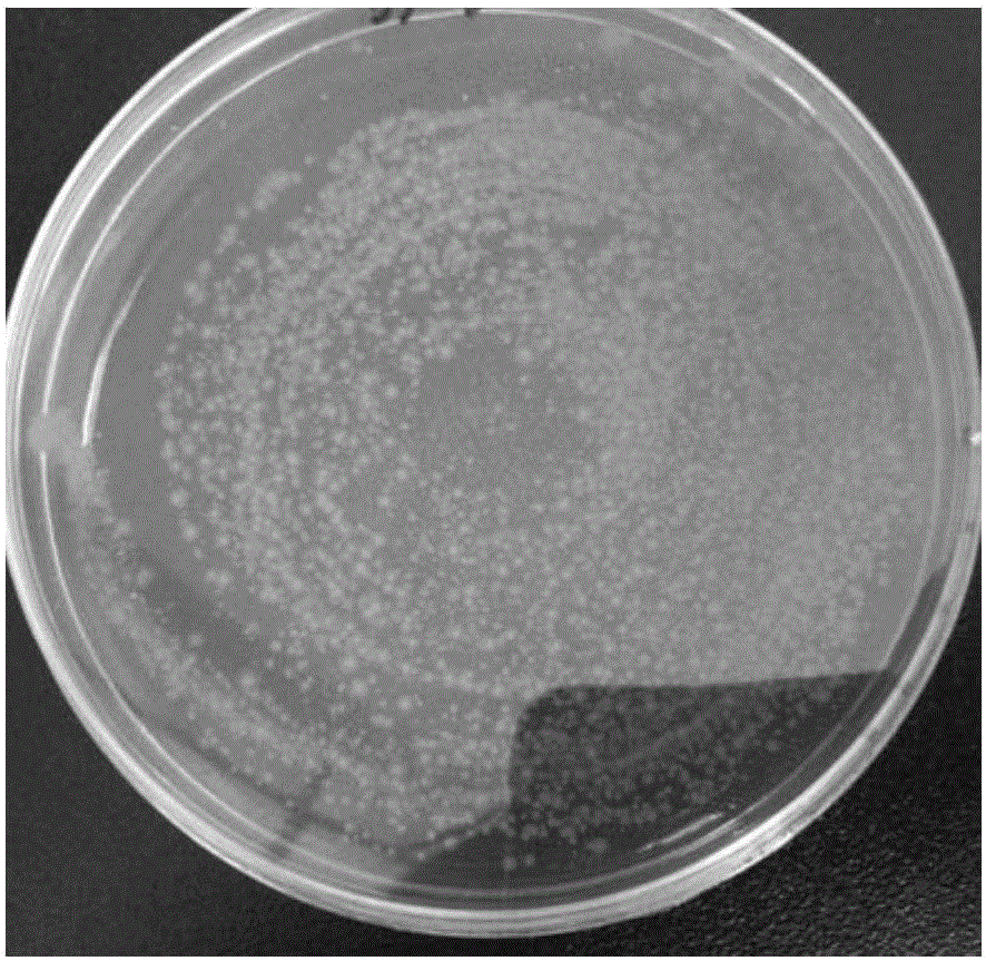 A strain of Lactobacillus crispatus and its pharmaceutical use