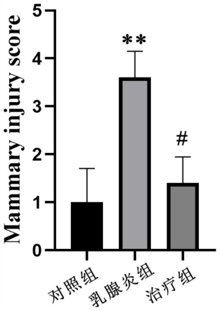 Preparation and application method of traditional Chinese medicine ointment for treating mastitis