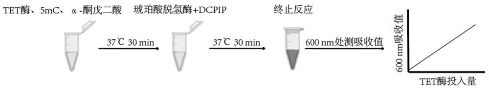 TET enzyme activity determination method and high-throughput screening method of TET enzyme activity micromolecule activator or inhibitor