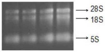 Cytokinin oxidase osckx 3 surface display system and its construction method and application