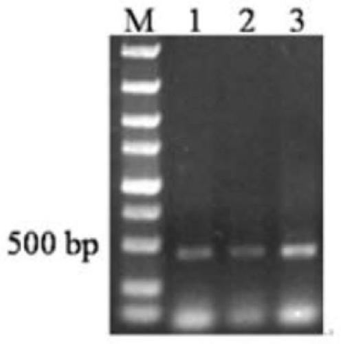 Cytokinin oxidase osckx 3 surface display system and its construction method and application