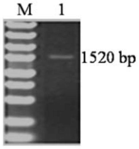 Cytokinin oxidase osckx 3 surface display system and its construction method and application