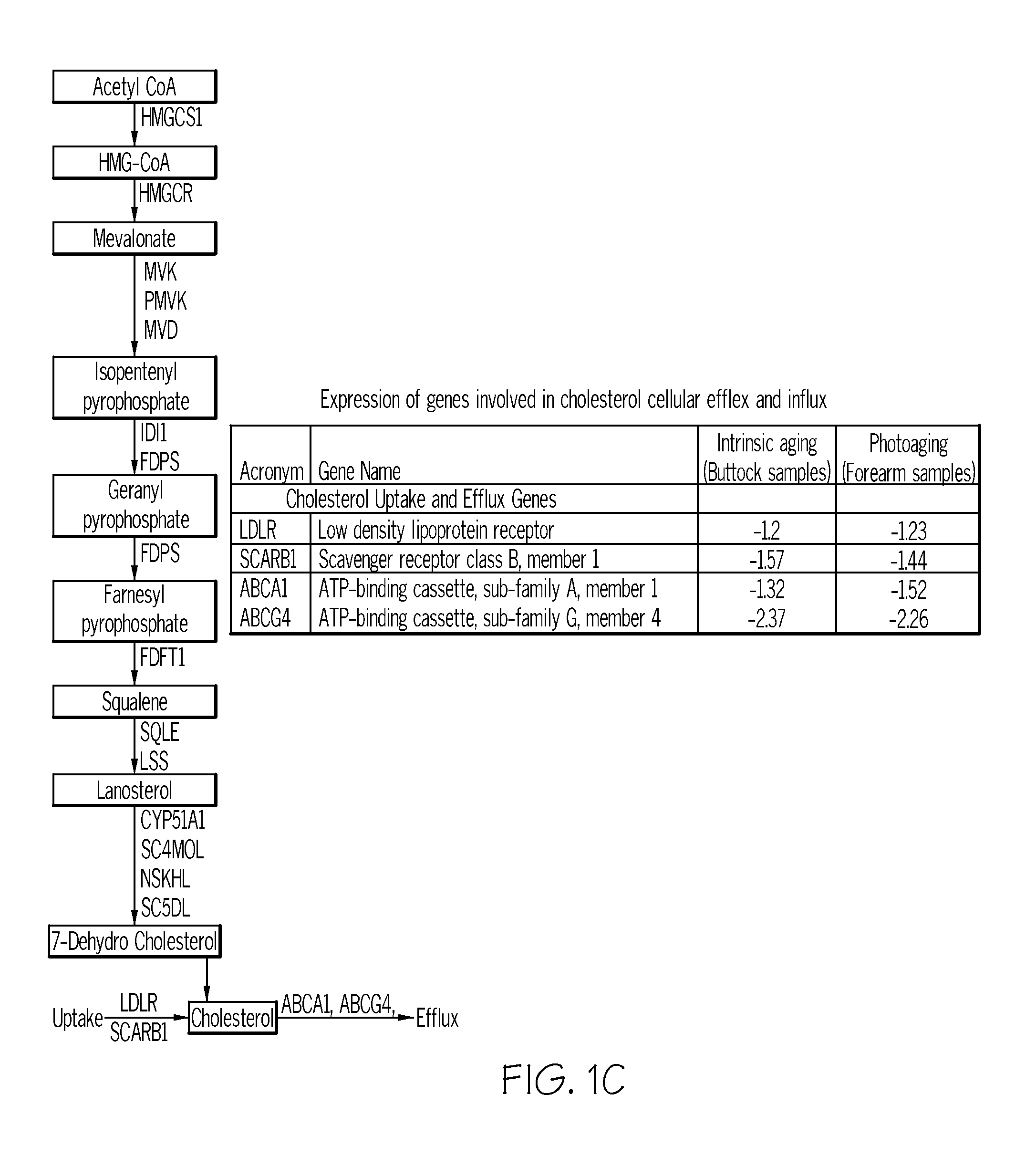 Cosmetic Compositions and Methods for Maintaining and Improving Barrier Function of the Stratum Corneum and to Reduce the Visible Signs of Aging in Skin