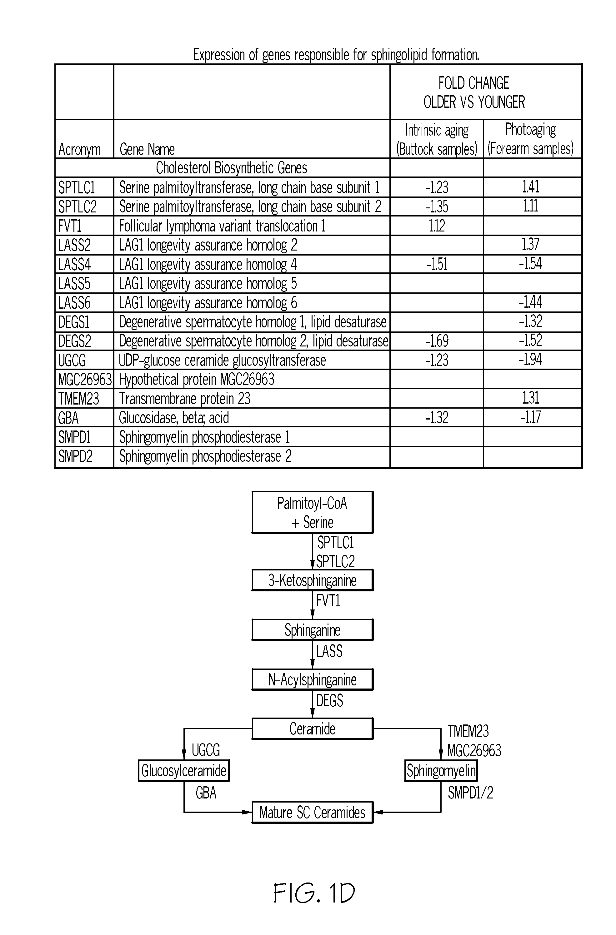 Cosmetic Compositions and Methods for Maintaining and Improving Barrier Function of the Stratum Corneum and to Reduce the Visible Signs of Aging in Skin