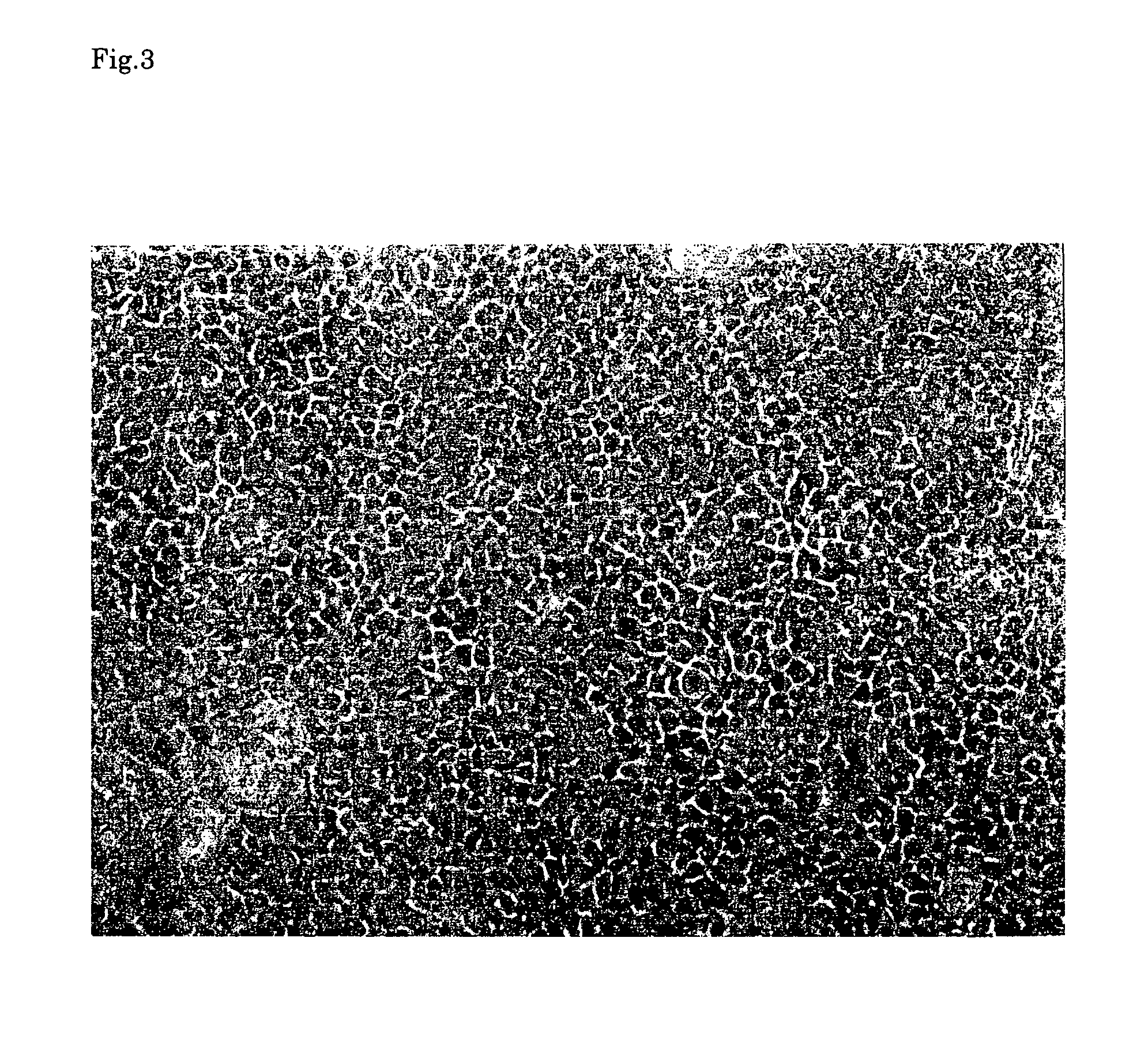 Ectocornea-like sheet and method of constructing the same