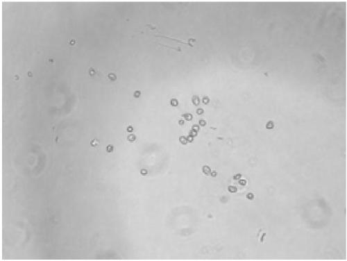 Amphibian cell dissociation kit