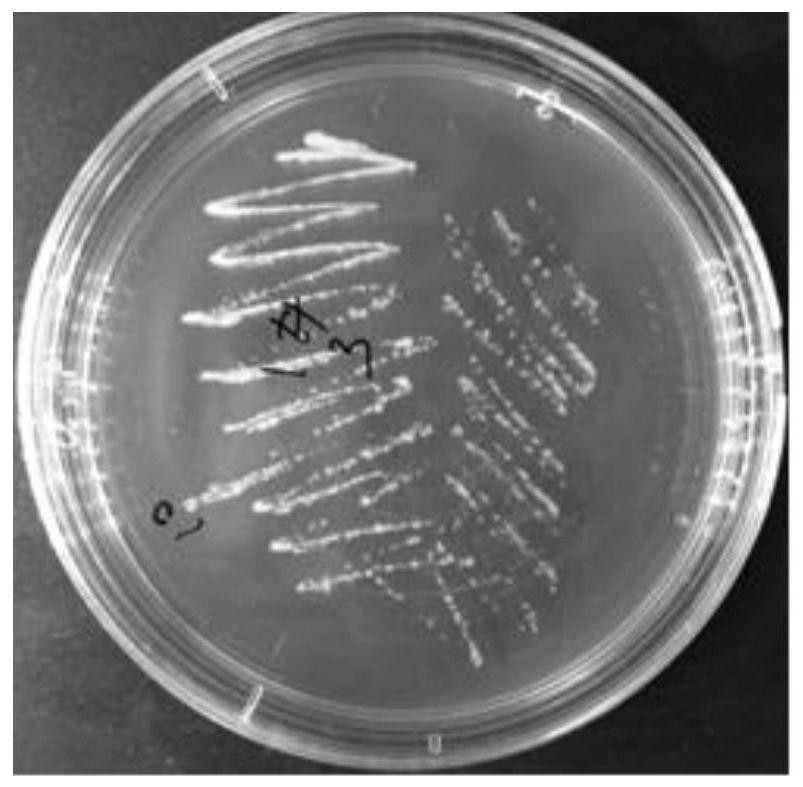 Bio-organic fertilizer for improving soil quality of saline-alkali soil and application thereof