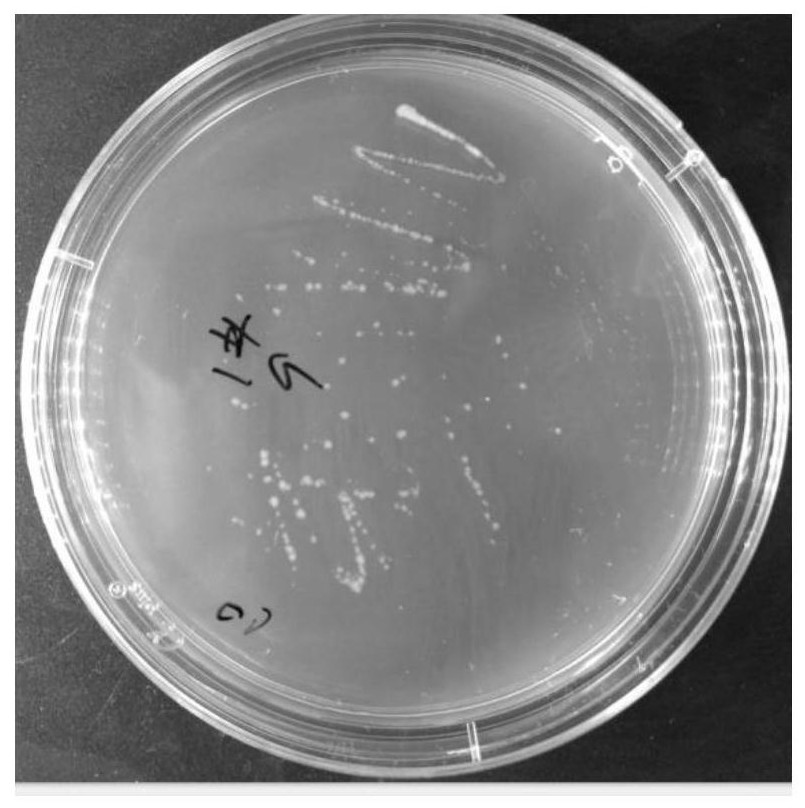 Bio-organic fertilizer for improving soil quality of saline-alkali soil and application thereof