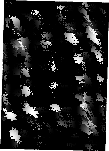 Vibrio harveyi recombined outer-membrane protein Ompk microspheres vaccine and preparation method thereof